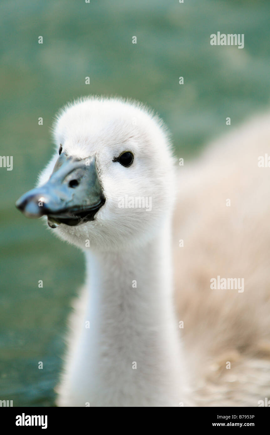 Colpo alla testa di un cygnet Foto Stock