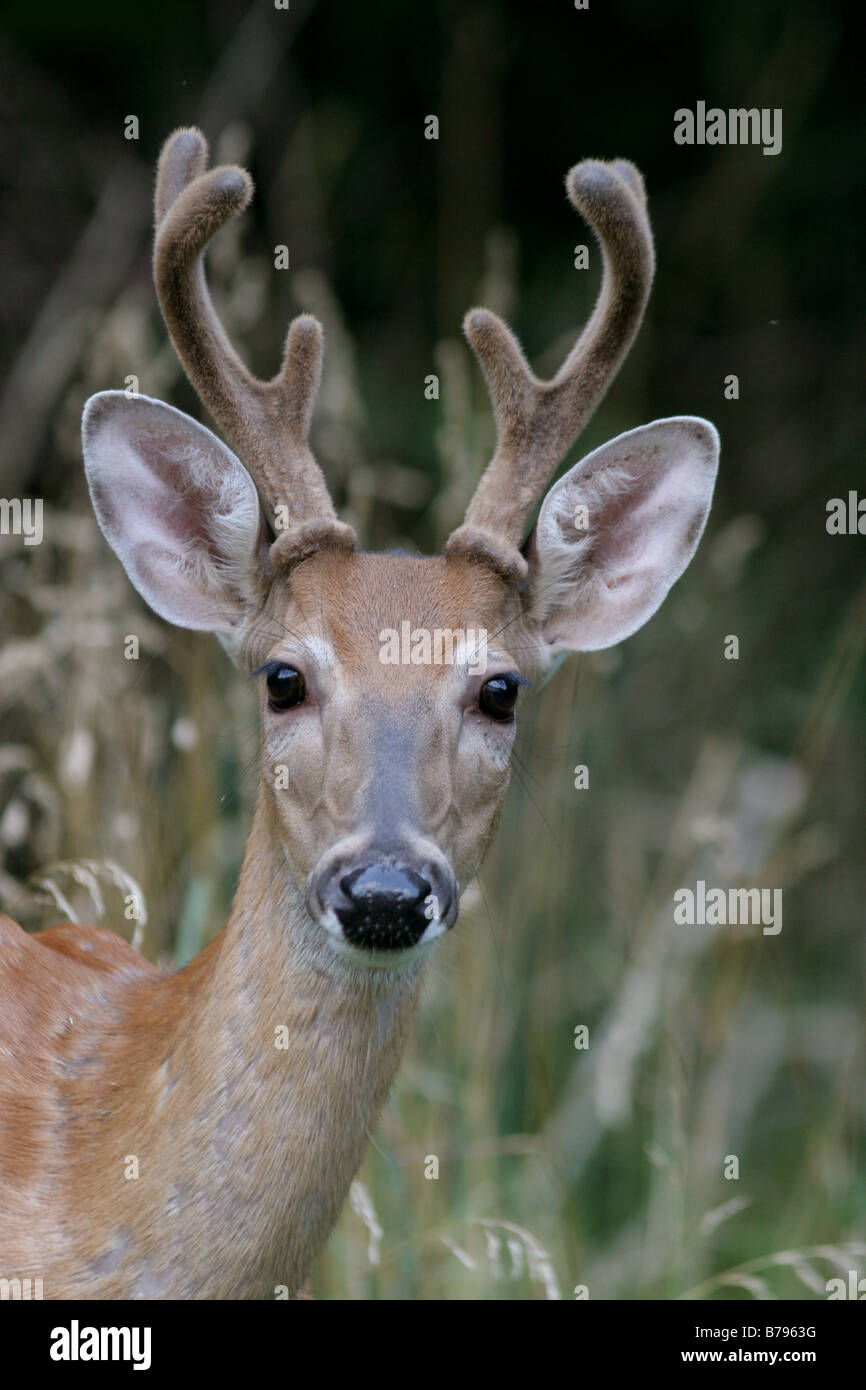 White Tailed Deer buck di corna di velluto Foto Stock