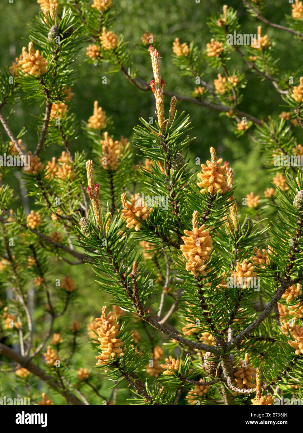 Jack pine (Pinus banksiana) Foto Stock