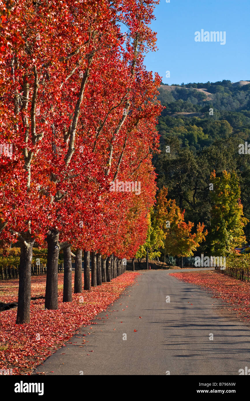 Vigneto e alberata corsia di una tenuta di campagna nel cuore della valle di ALEXANDER HEALDSBURG CALIFORNIA Foto Stock