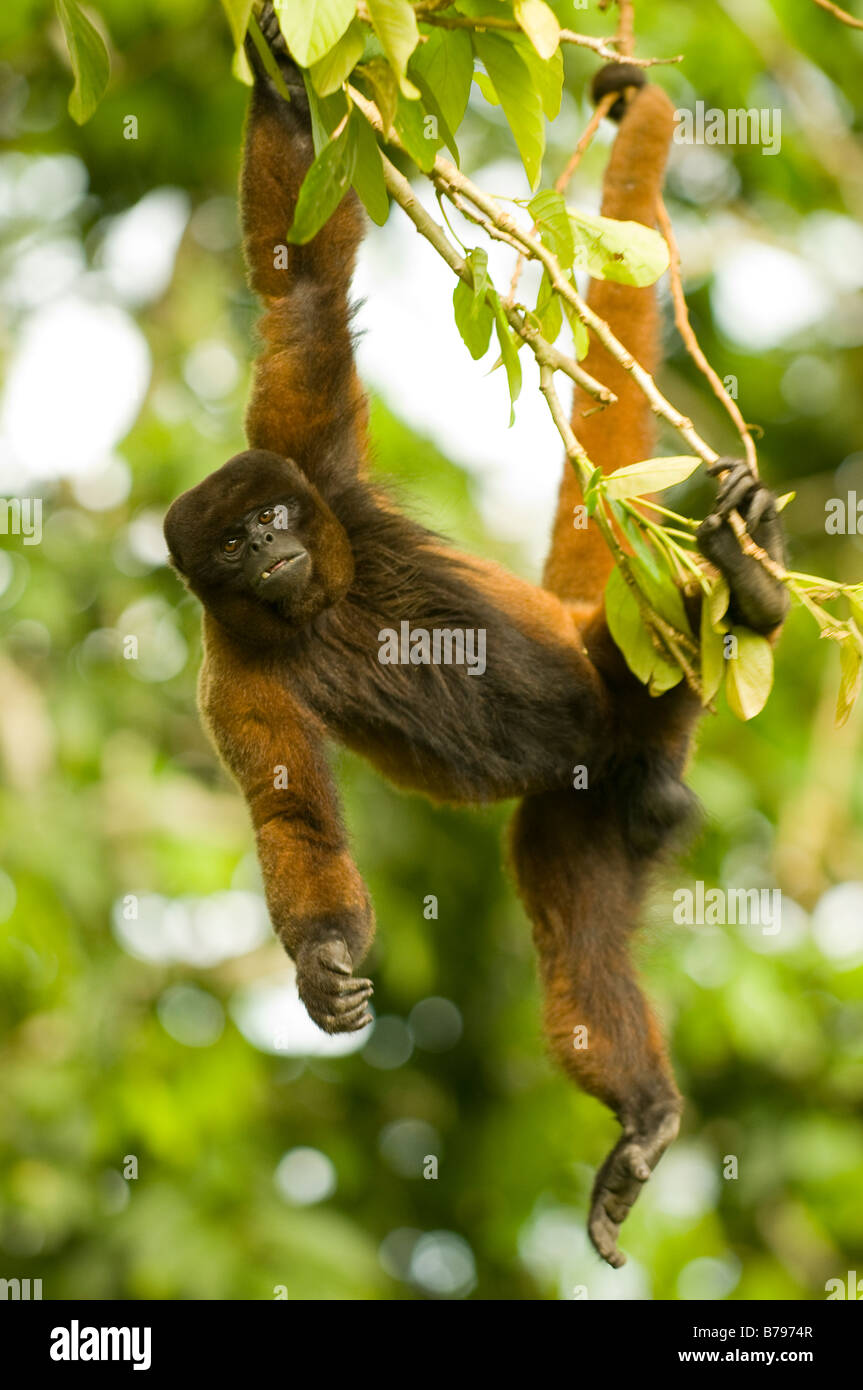 La Poeppig lanosi scimmia ( o argenteo lanosi scimmia) Lagothrix poeppigii Foto Stock