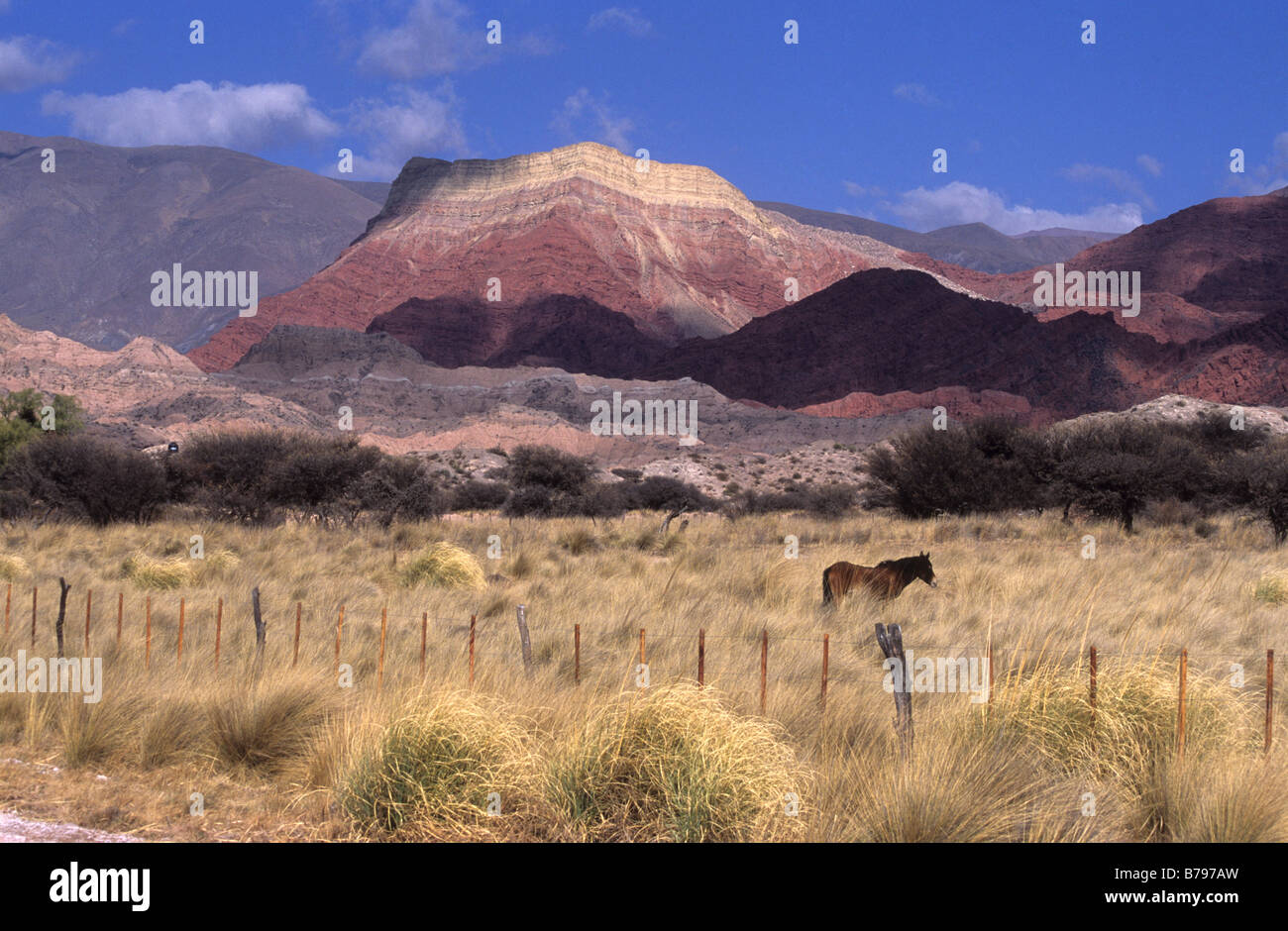 Cavallo in campo, Cerro Yacoraite in background, Quebrada de Humahuaca, Argentina Foto Stock
