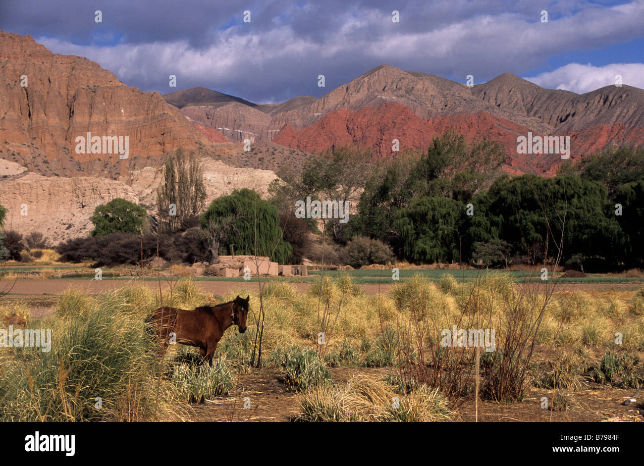 Cavallo in campo vicino Uquia, Quebrada de Humahuaca, Argentina Foto Stock