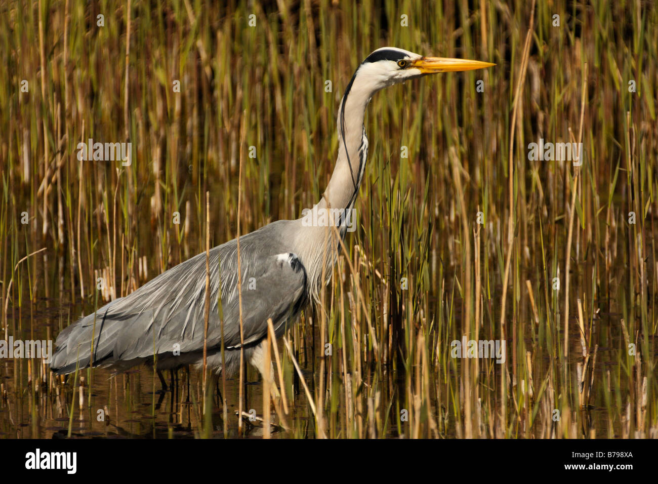 Airone cenerino, Ardea cinerea Foto Stock