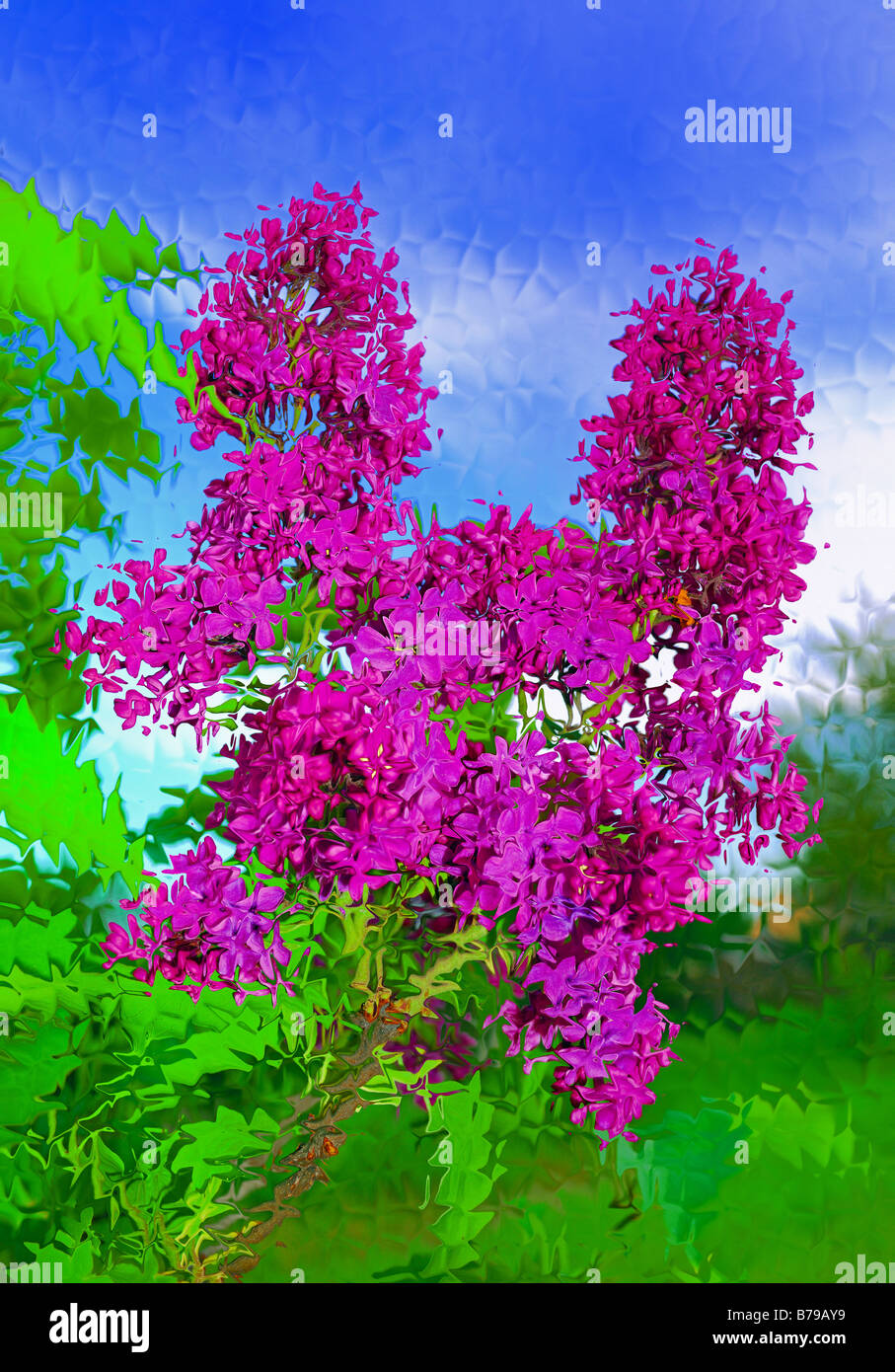 Molla lilla rosa vicino sfondo organico Foto Stock