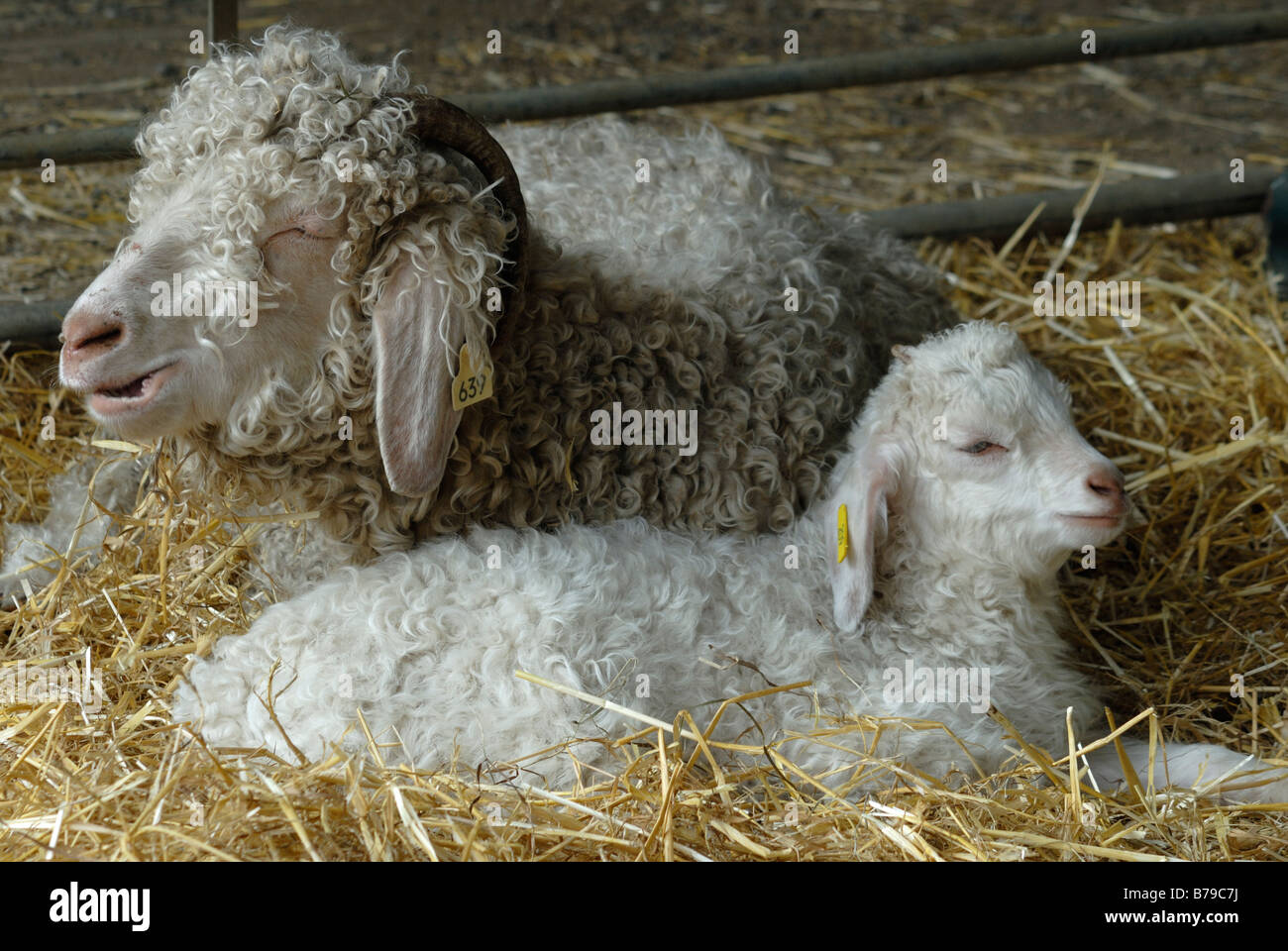 Capre Angora seduta paglia Foto Stock