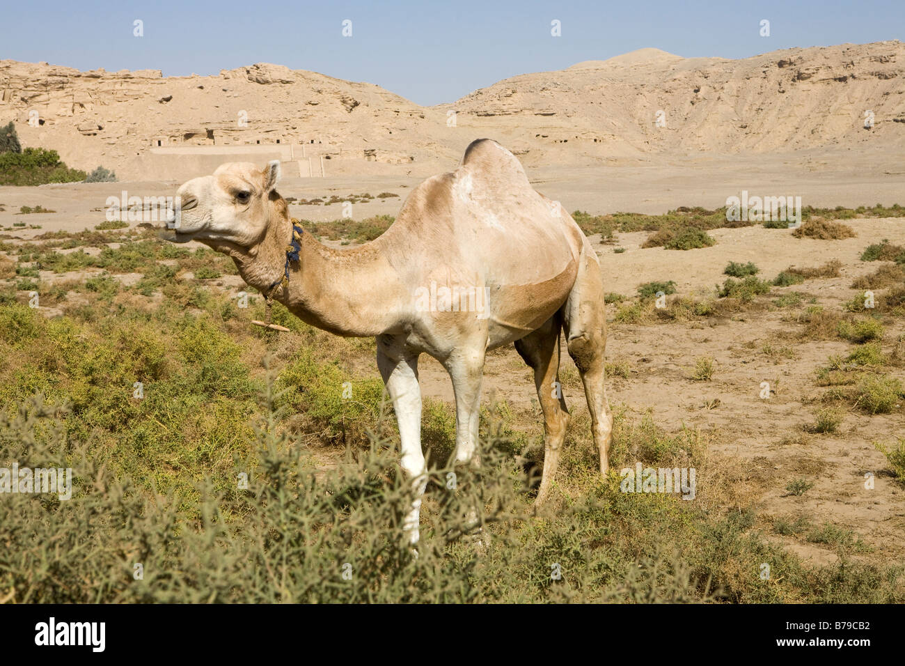 Cammello nel deserto area vicino El Kab Egitto Foto Stock