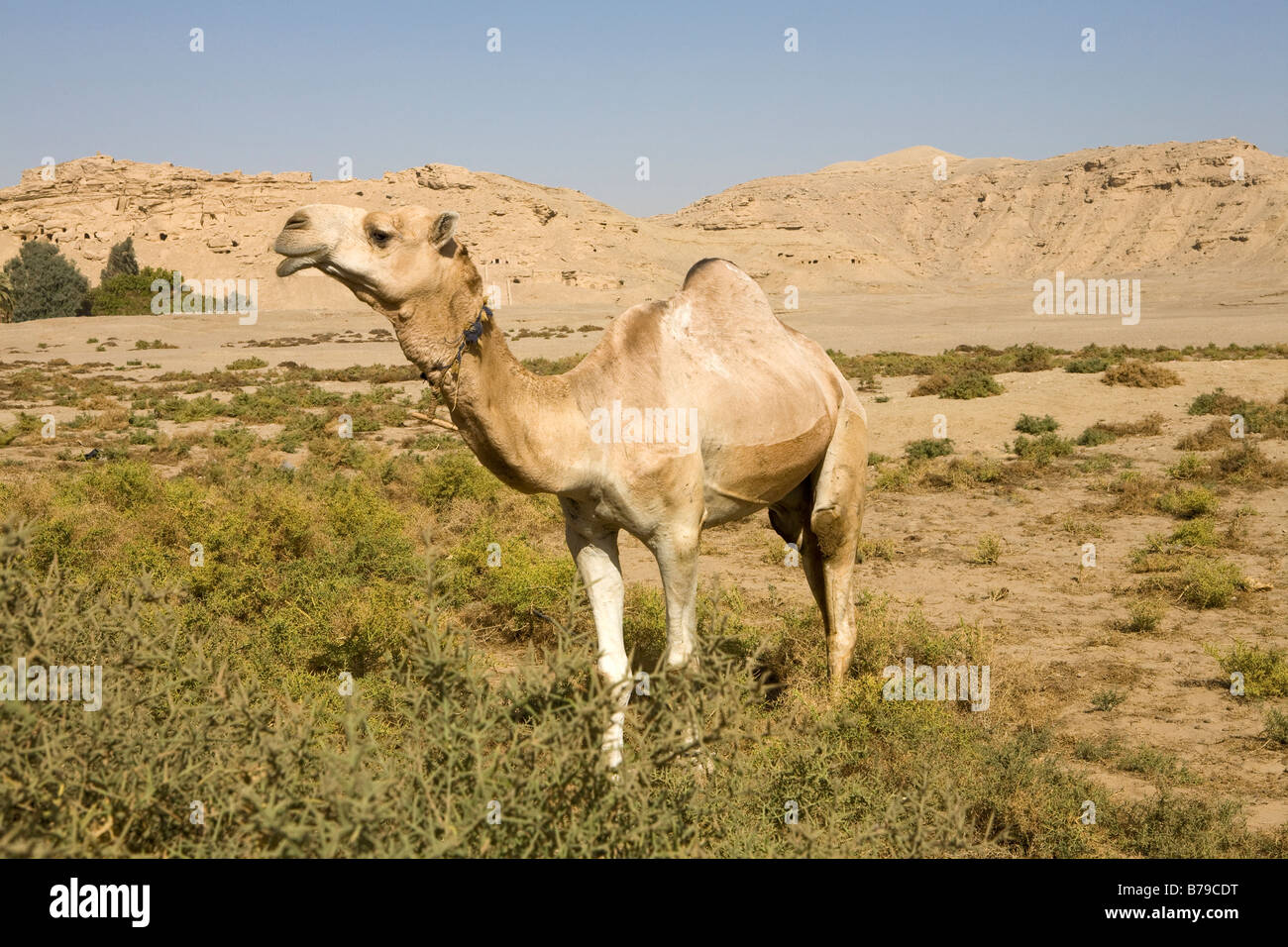 Cammello nel deserto area vicino El Kab Egitto Foto Stock