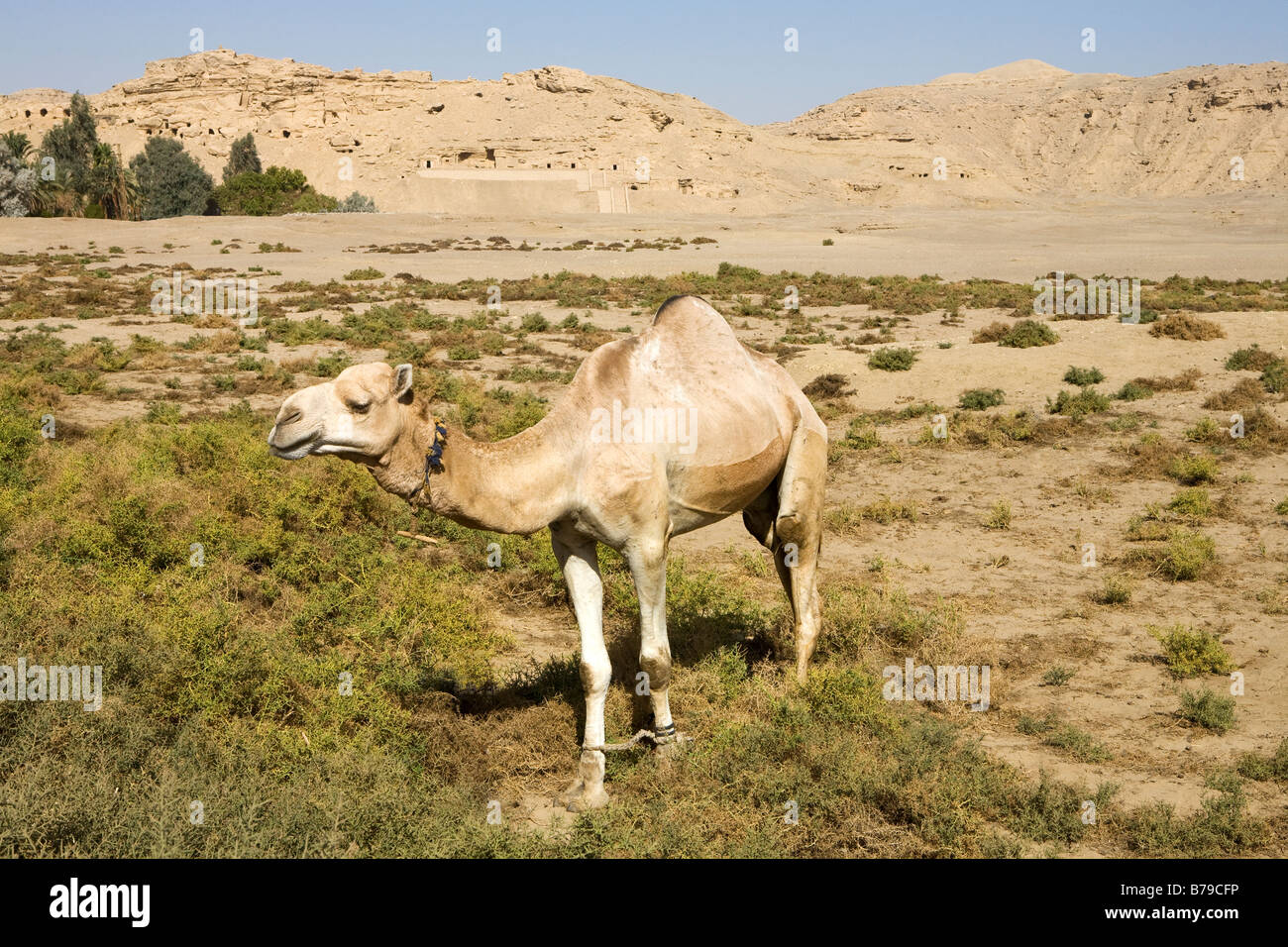 Cammello nel deserto area vicino El Kab Egitto Foto Stock