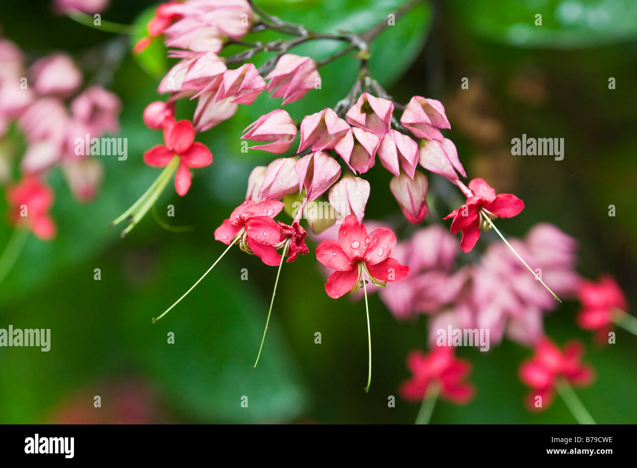 Insolito attraente fiori selvatici in crescita in Asia Foto Stock