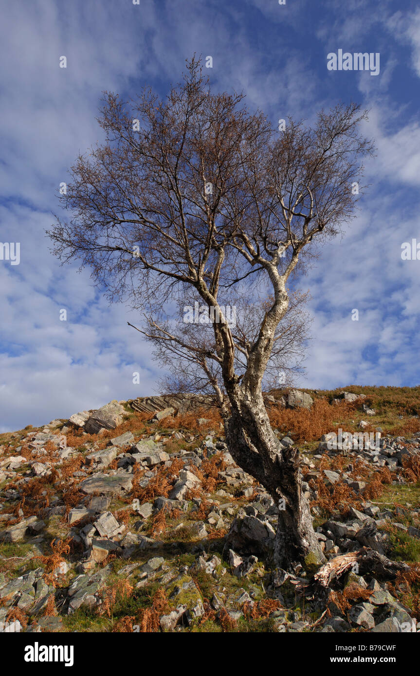Una solitaria betulla su un colle roccioso sotto un bianco e blu cielo strada Schiehallion Strath Tummel Perthshire Scozia UK Foto Stock