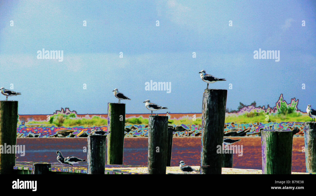 Gabbiani seduta appollaiato sulla pila ons dock o pier colpendo una posa al pensacola vie navigabili di spiaggia e laguna Foto Stock