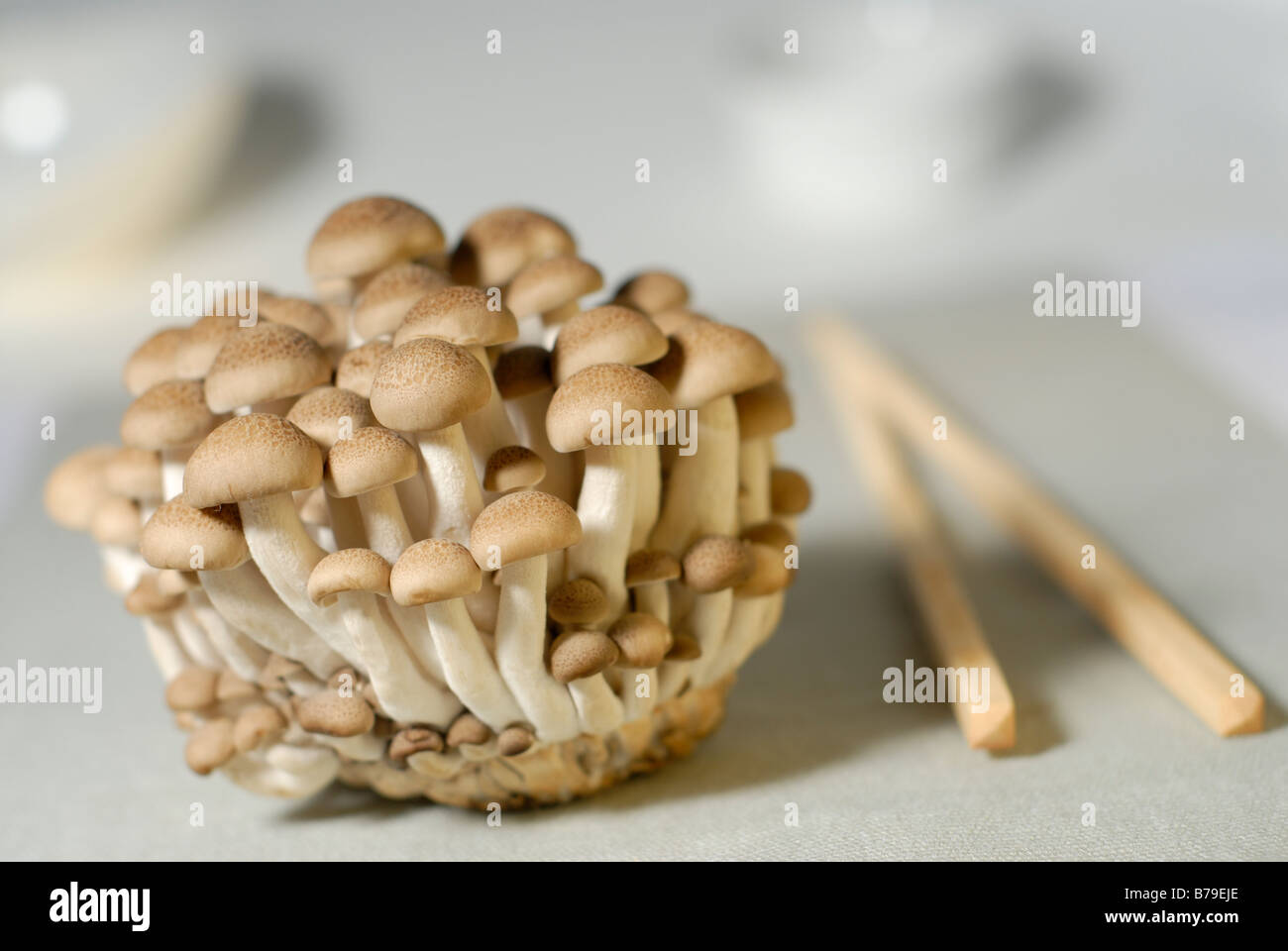 Buna funghi shimeji conosciuto anche come 'brown beech funghi" Foto Stock