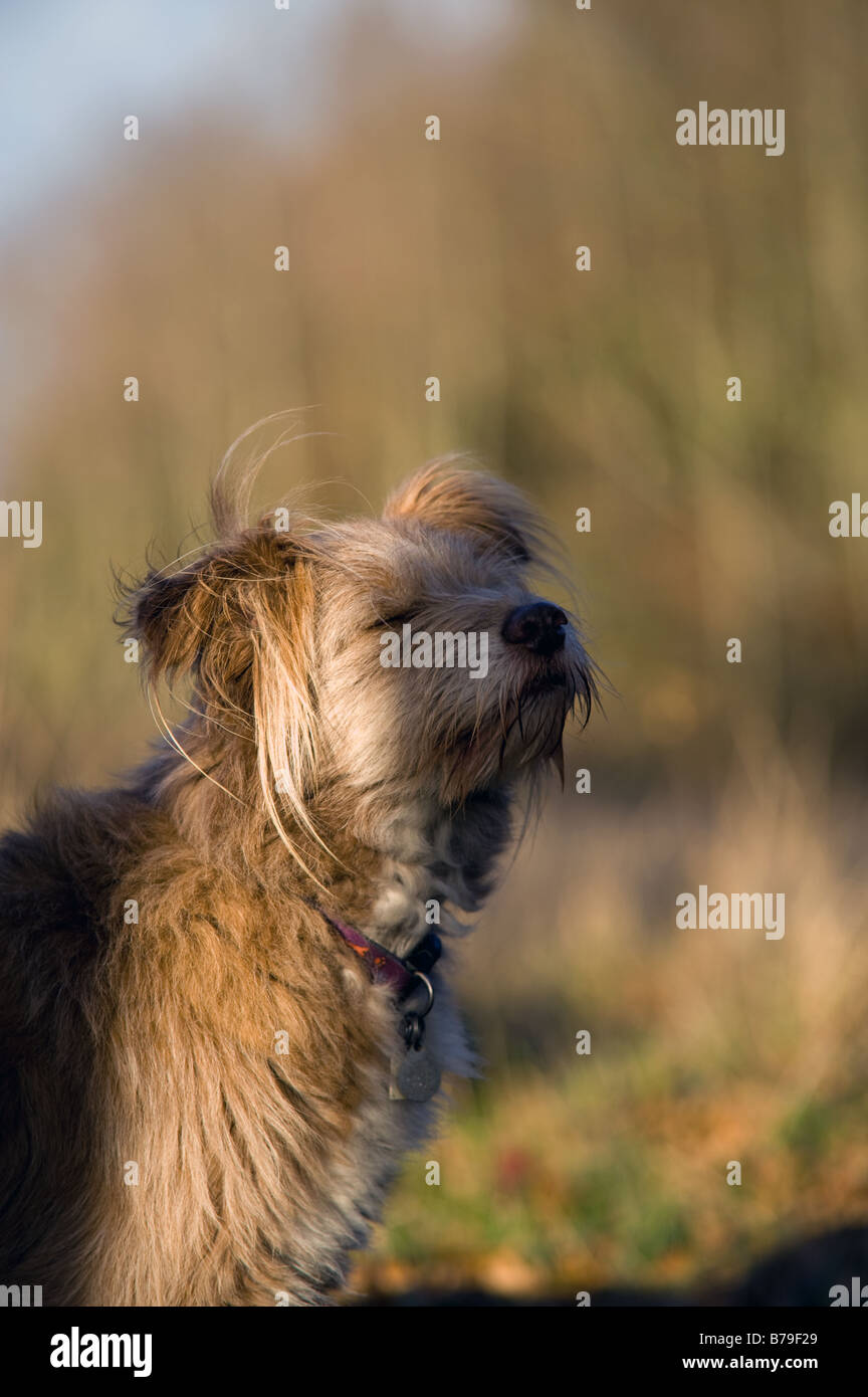 Carino, morbido, insolito cane k9 in posizione rilassata con adorabili orecchie soffici ma allerta e attraente come migliore amico dell'uomo Foto Stock