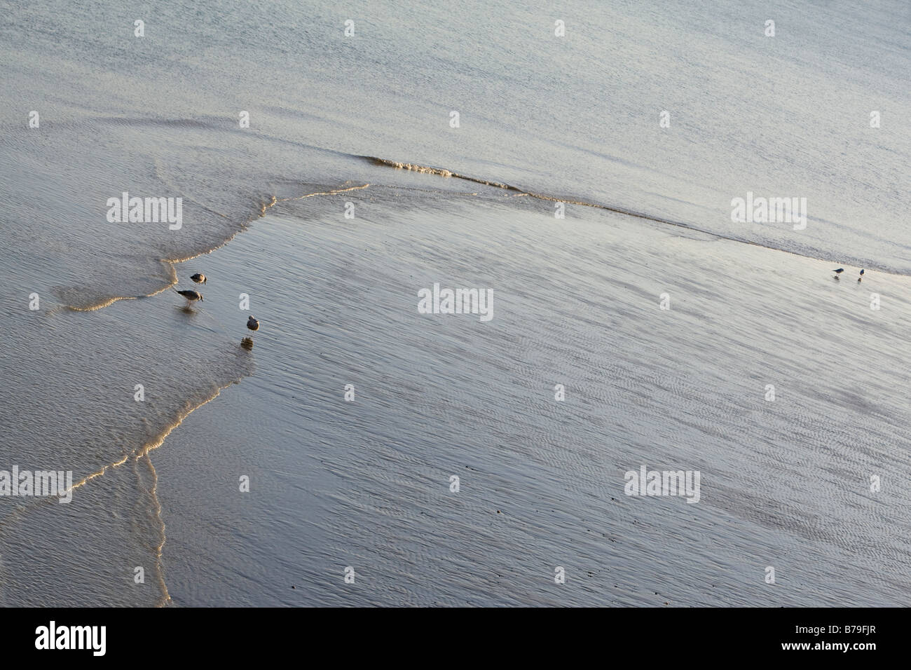 Gabbiani sulla spiaggia con la bassa marea la linea Newhaven Sussex UK Winter Foto Stock