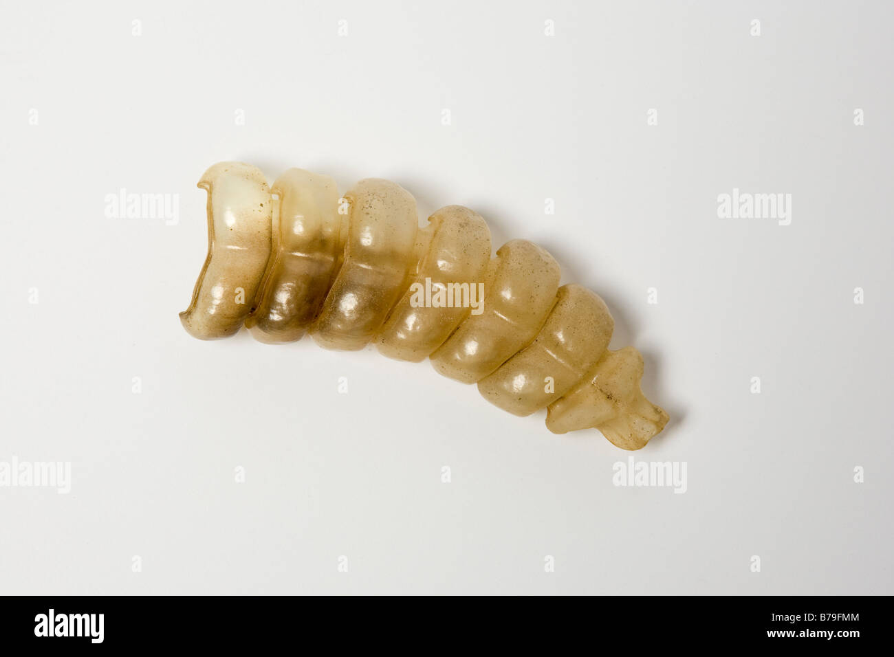 Sonaglio da Western Diamondback Rattlesnake California Foto Stock