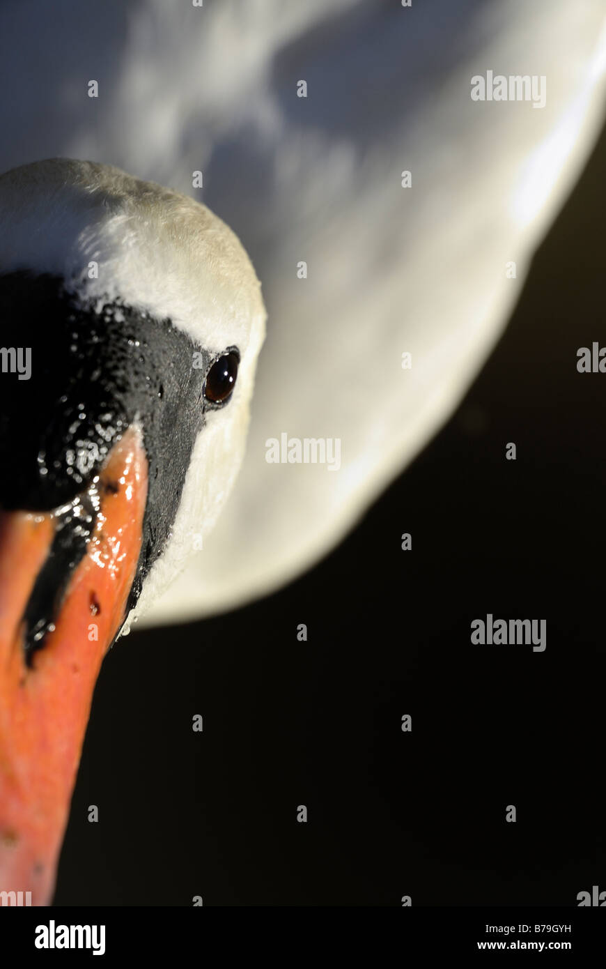 Angolazione inusuale vista di un cigno's eye e bill con ampie zone de-focalizzato per effetto Foto Stock