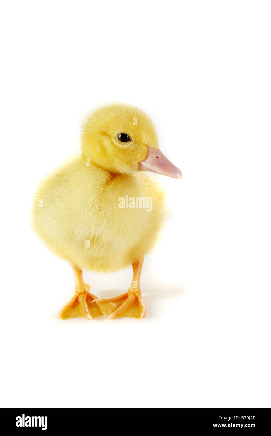 4 giorni Pasqua anatroccolo guardando intorno Foto Stock