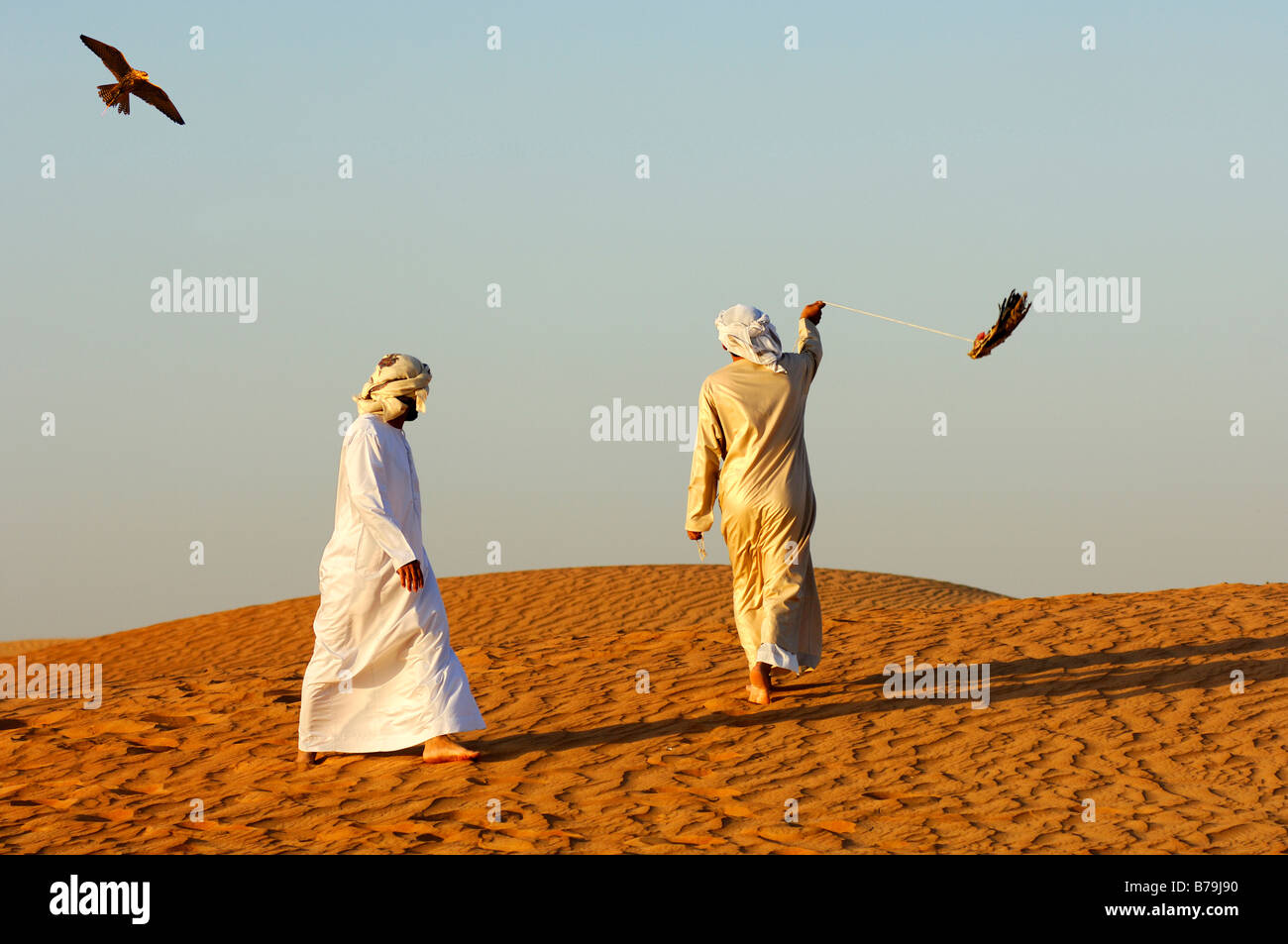 Falcone da caccia di attaccare una preda manichino durante una lezione di training, Dubai, Emirati Arabi Uniti, Emirati arabi uniti Foto Stock