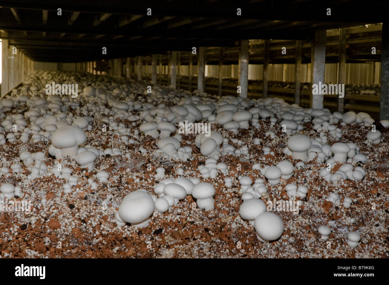 Ripiani di compost organico sono mantenuti in condizioni ambientali controllate per intensivo di allevamento a fungo Foto Stock