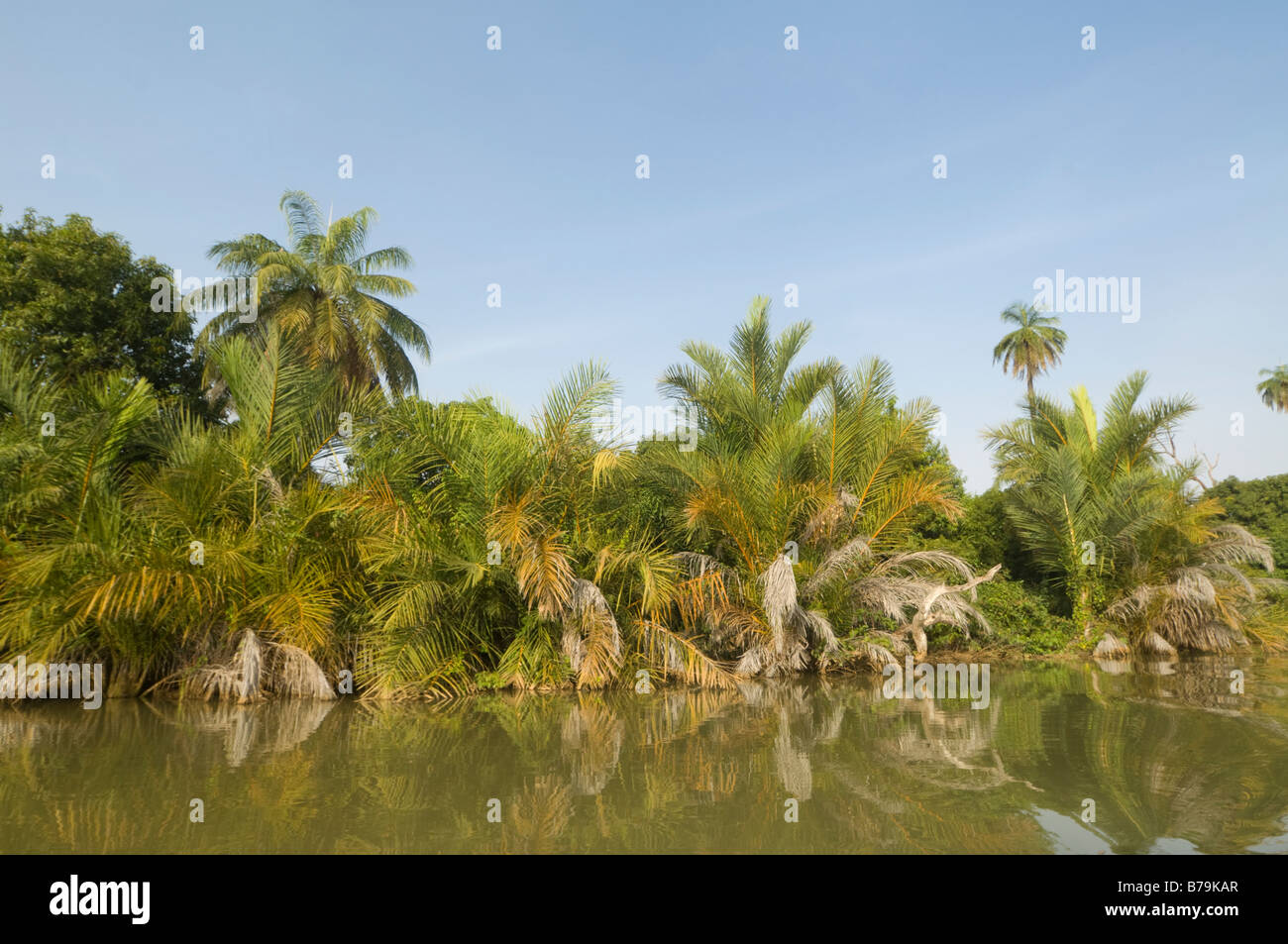 Palme lungo il fiume Gambia Gambia Foto Stock