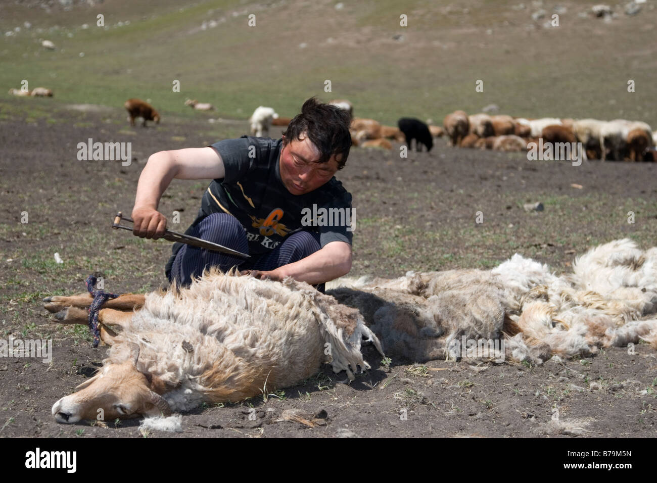 Un herder kazaka il taglio di pecora in pelliccia Kanas nello Xinjiang in Cina. Foto Stock