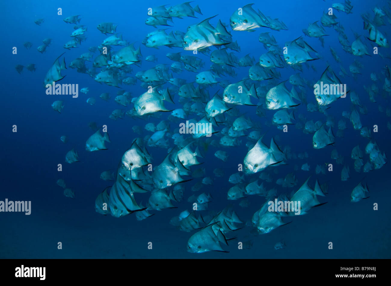 Scuola di Spadefish Chaetodipterus faber in Juno Beach FL Foto Stock