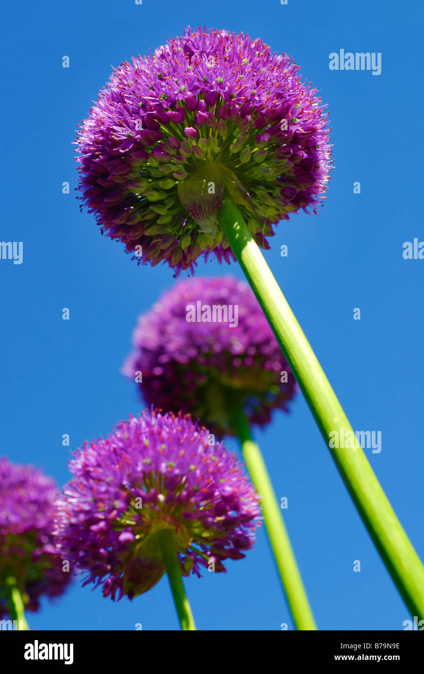 Fiore gigante del gigante americano di erba cipollina Foto Stock