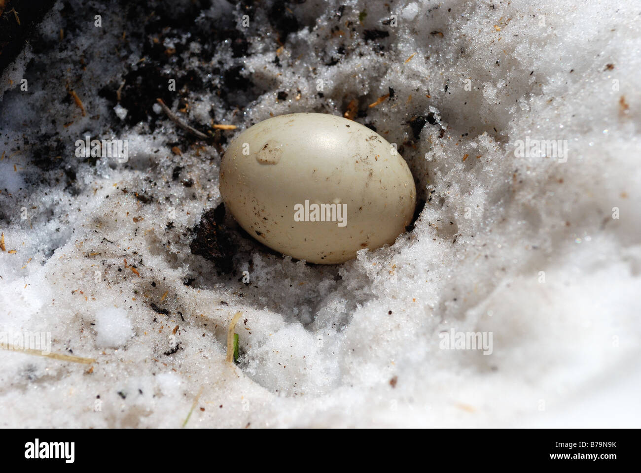 Duck egg nella neve Foto Stock