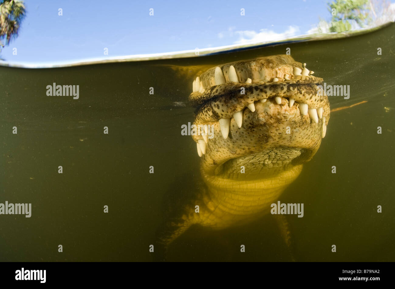 Wild sfrenato American Alligator Alligator mississippiensis nella Big Cypress National Preserve in Everglades della Florida Foto Stock