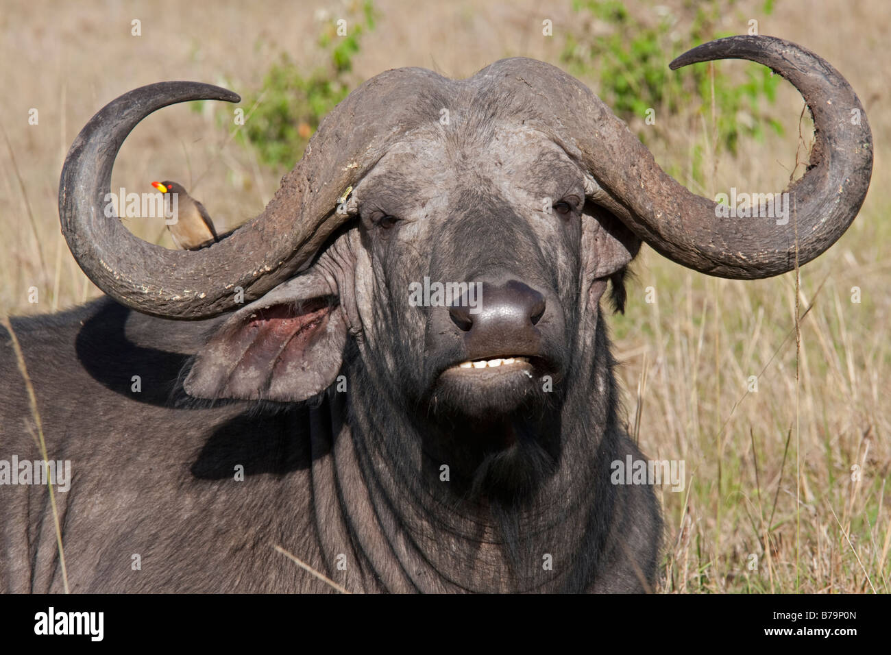 Giallo oxpecker fatturate sul corno di bufalo africano sulle pianure della savana Masai Mara riserva nord Kenya Foto Stock