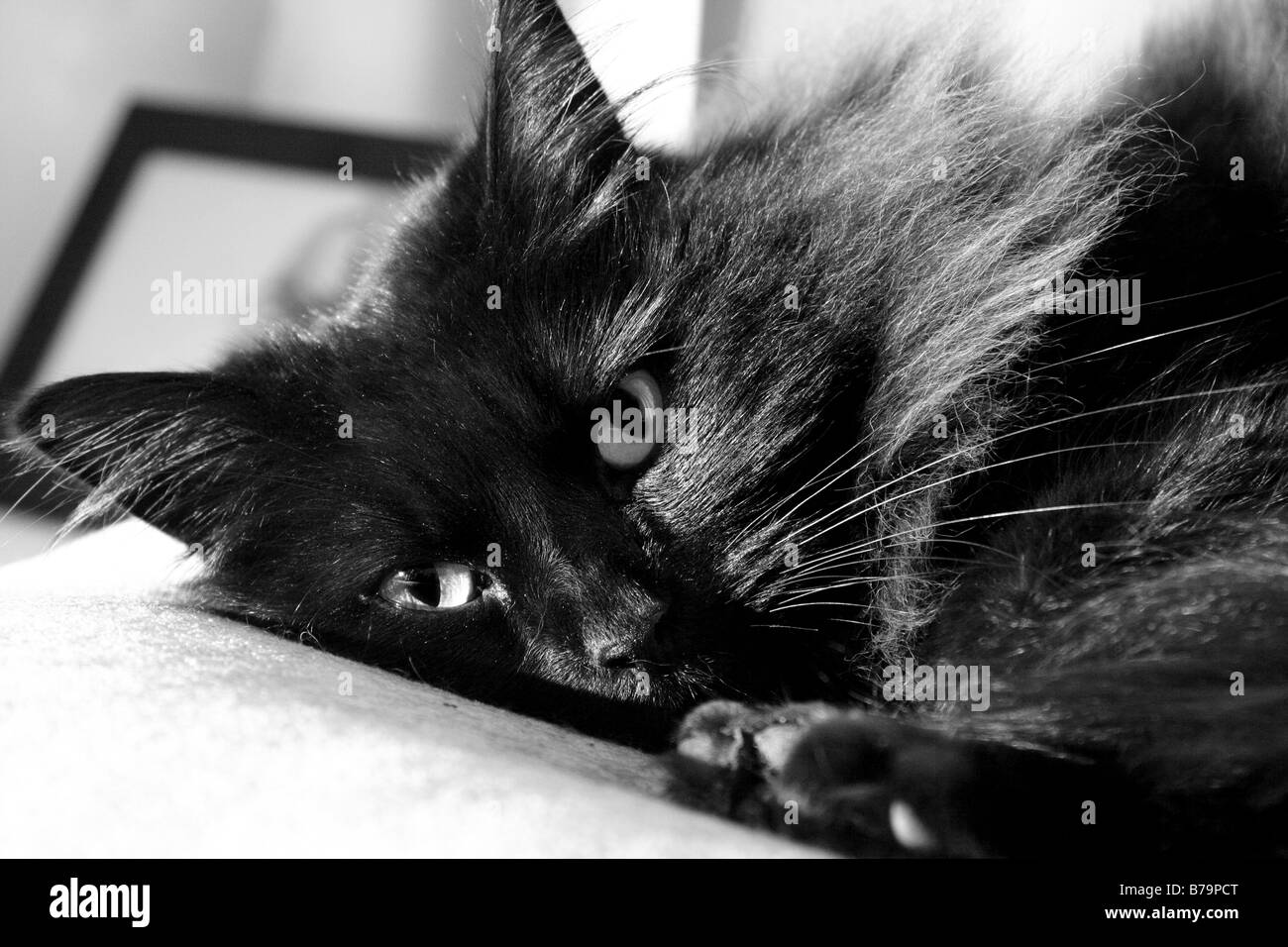 Un gatto nero rilassante sul divano Foto Stock