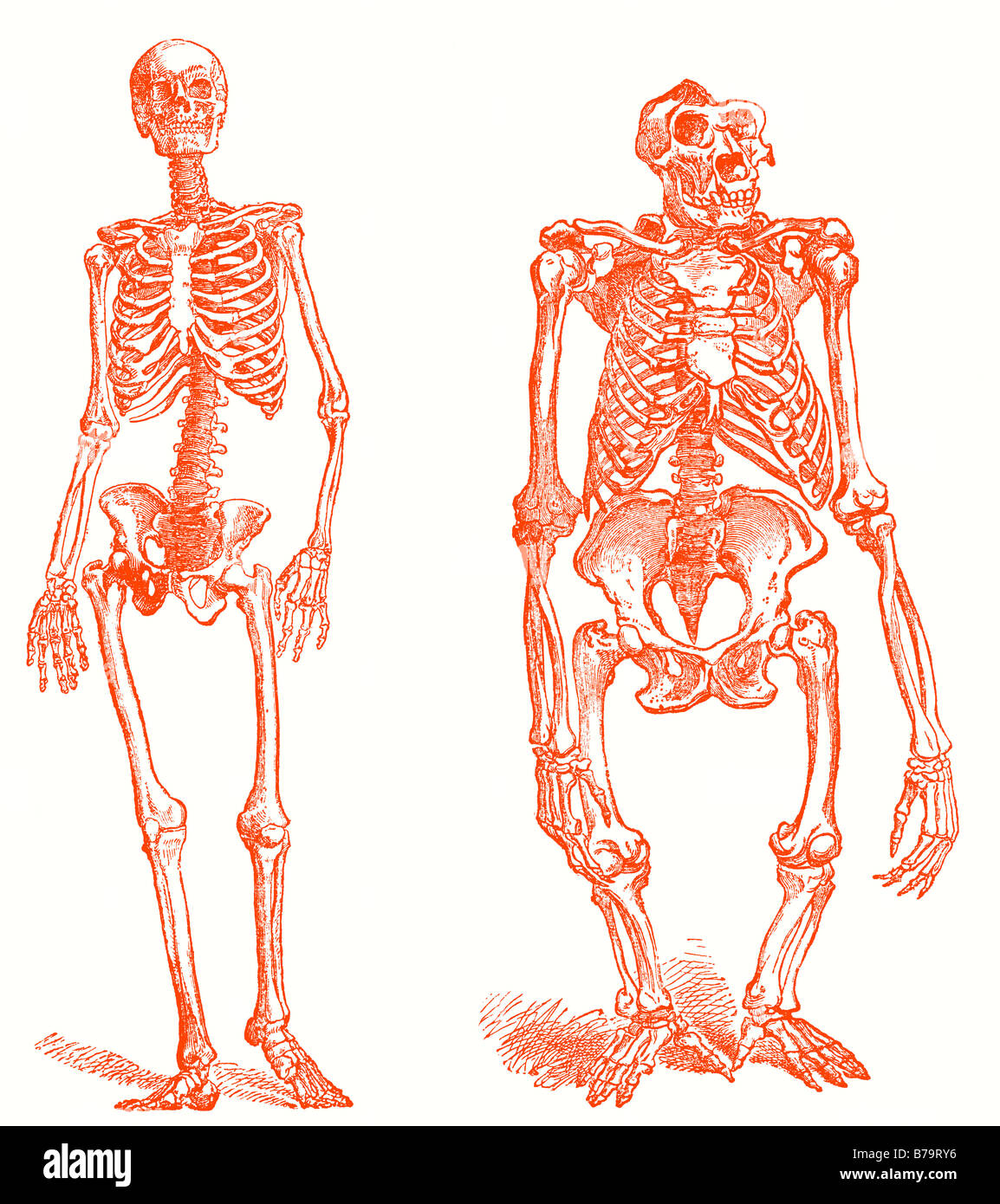 Xix secolo illustrazione od un essere umano e lo scheletro di gorilla Foto Stock