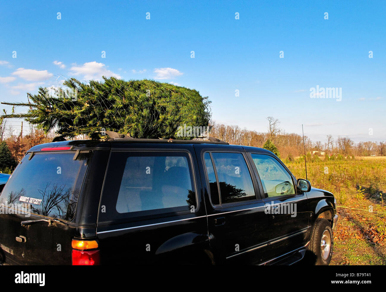 Fresh cut albero di Natale legata a un'auto. Foto Stock