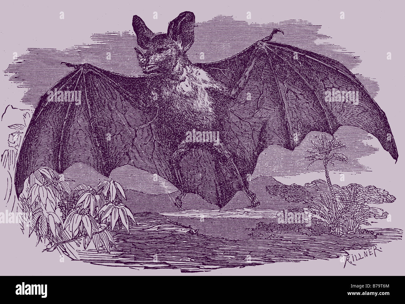 Xix secolo illustrazione di un vampiro bat, in quei giorni indicati come spettro phyllostoma Foto Stock