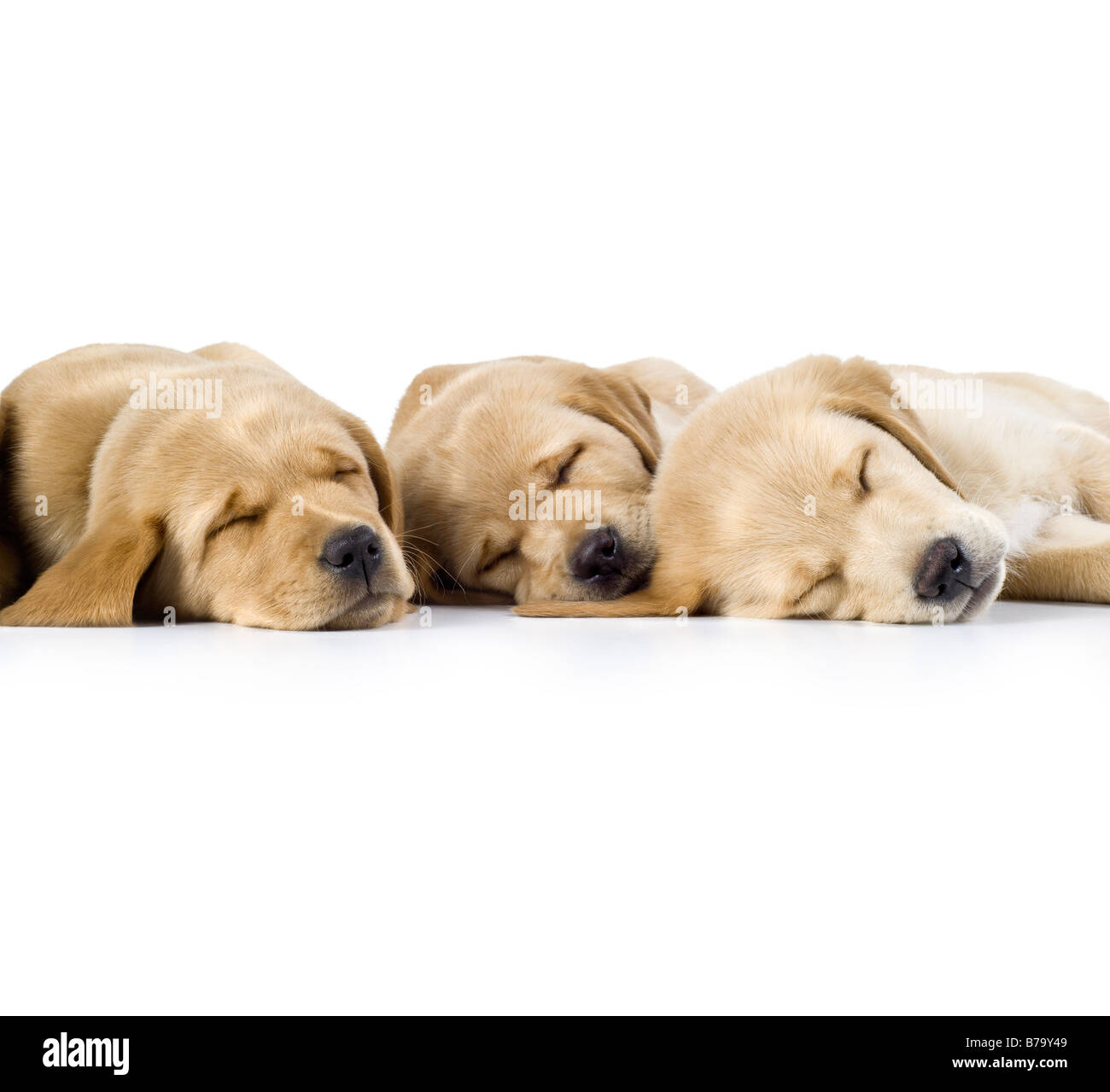 9 settimane vecchio Labrador cross Golden Retriever cuccioli dormire in una fila su sfondo bianco Foto Stock