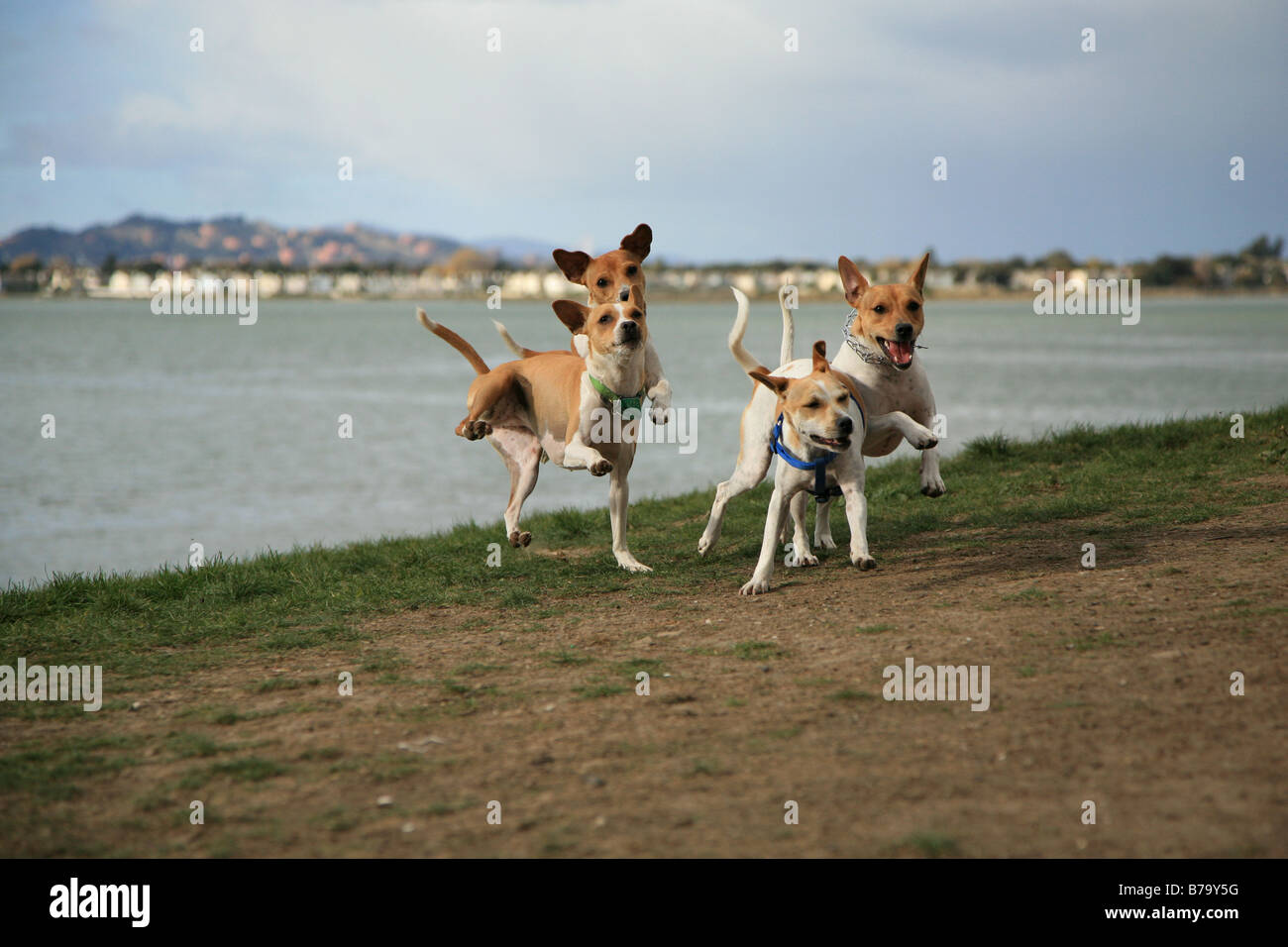 Quattro Rat Terrier Mix cani delimitante fino alla cima di una collina in esecuzione essendo stupido e Pippo e divertirsi con acqua in background Foto Stock