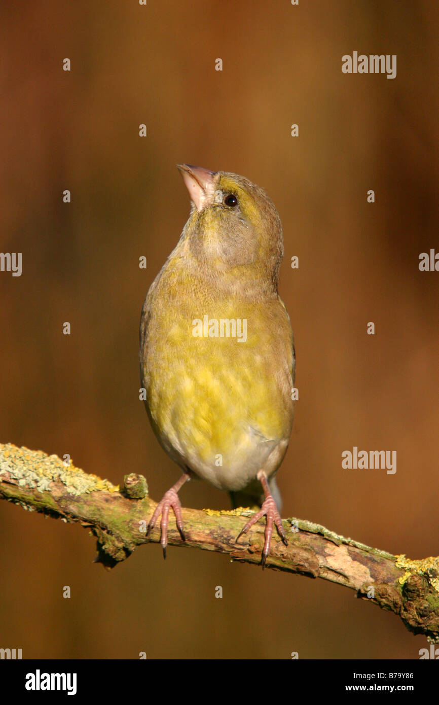 Verdone carduelis chloris appollaiato sul ramo Foto Stock