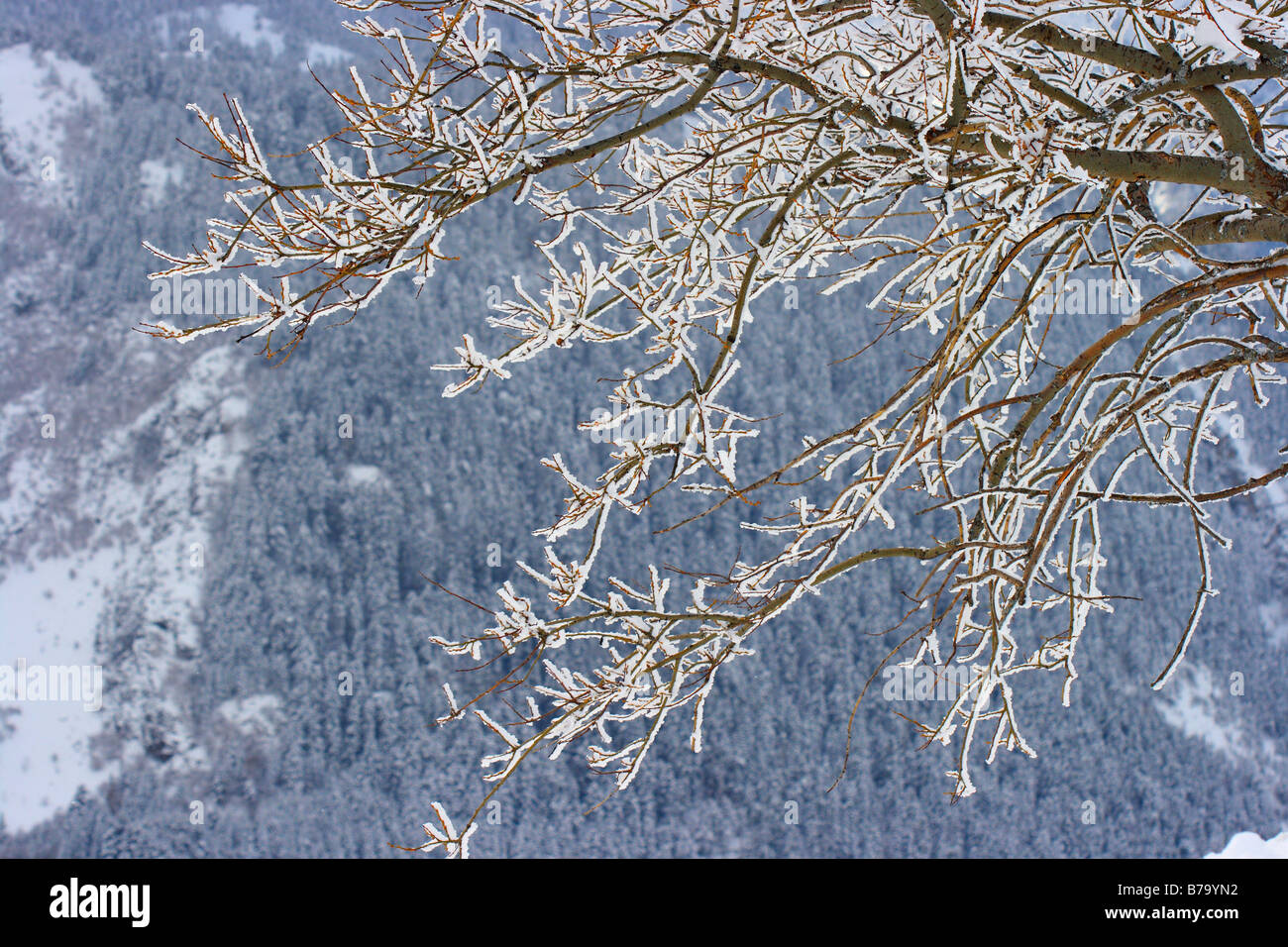 Brina e coperta di neve rami di alberi. Pirenei Foto Stock