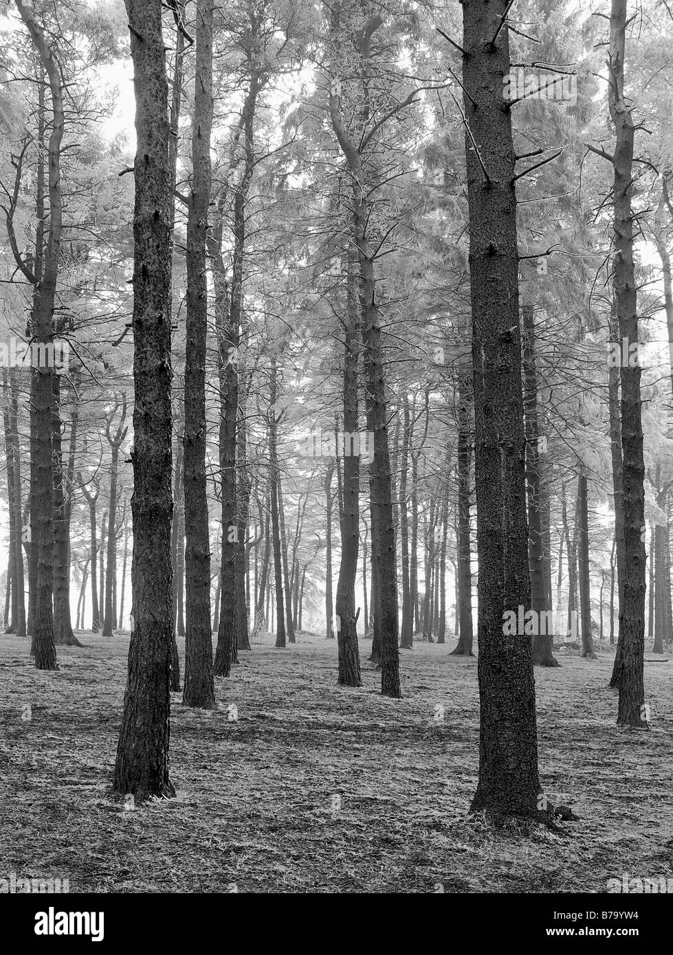 Trasformata per forte gradiente la brina su alberi di alto fusto a Lickey Hills, Worcestershire, England Regno Unito Foto Stock