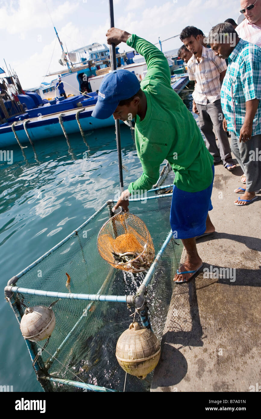 La gente del luogo esaminare i pesci nel principale mercato di pesce nel maschio (la capitale delle Maldive) Foto Stock