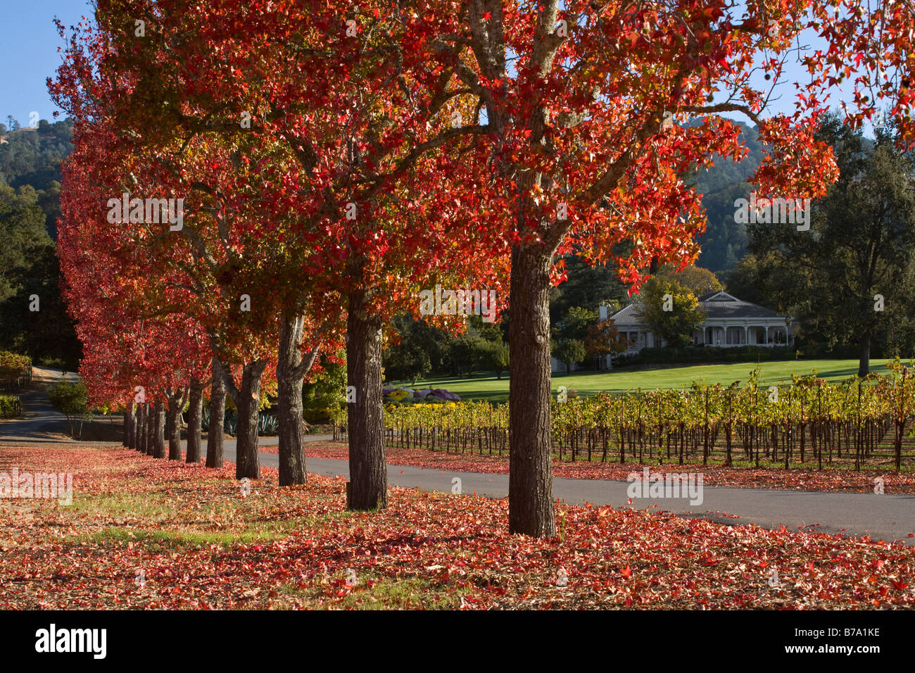 Vigneto e alberata corsia di una tenuta di campagna nel cuore della valle di ALEXANDER HEALDSBURG CALIFORNIA Foto Stock