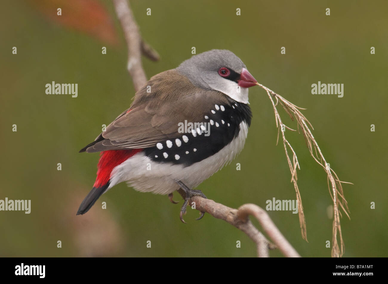 Il Diamante maschio Firetail 'Stagonopleura guttata' Foto Stock