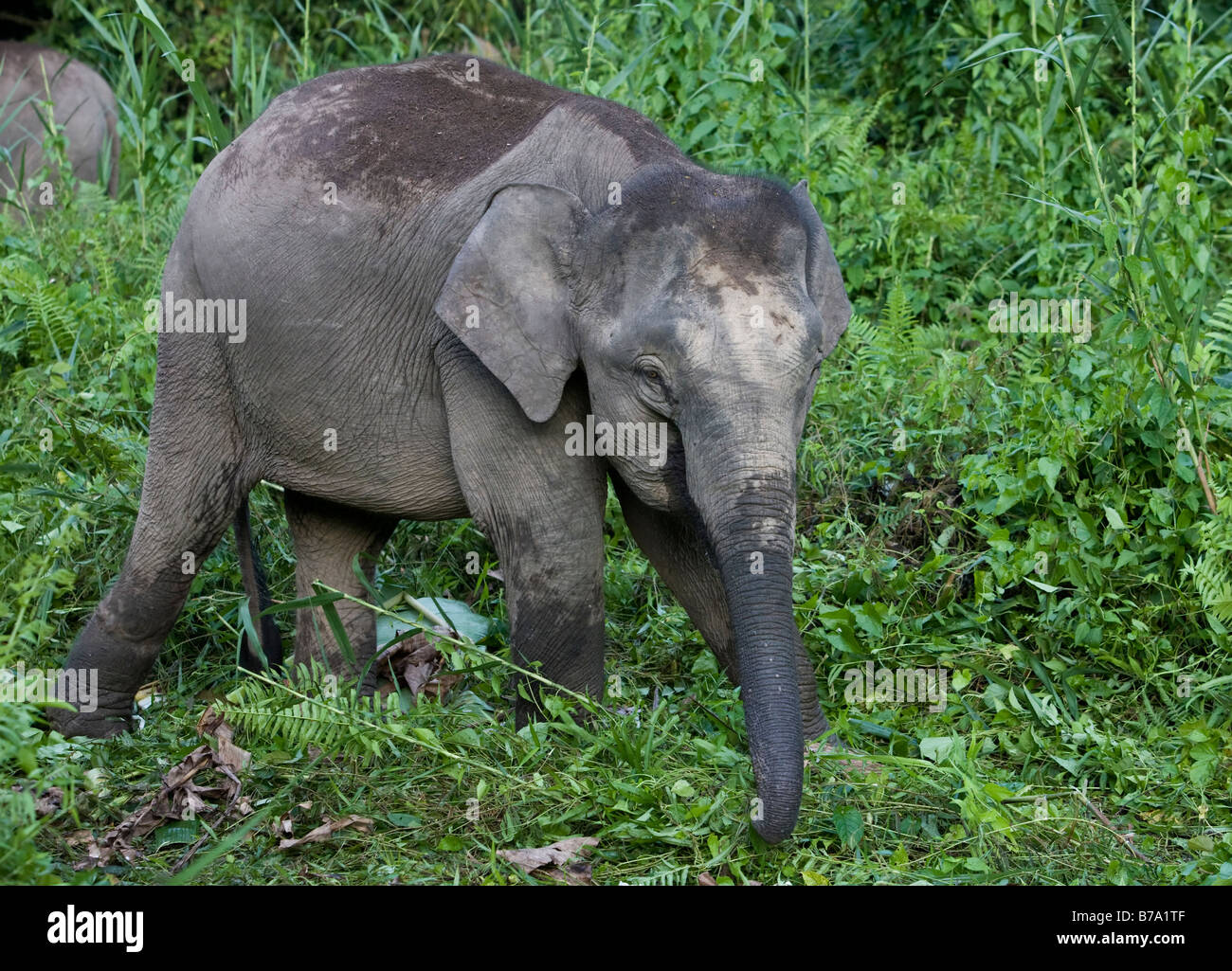 Borneo pygmy elefante bambino (Elephas maximus borneensis), mangiare nella giungla del Borneo. Fiume Kinabatang, Borneo, Asia Foto Stock