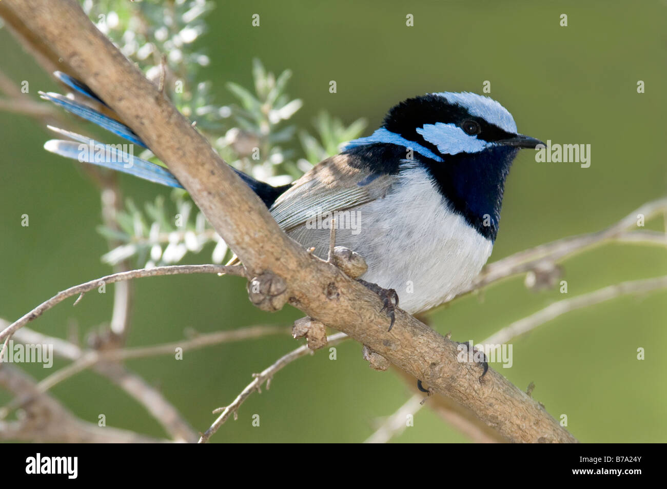 Superba blue wren, Malurus cyaneus, Sud Australia Foto Stock