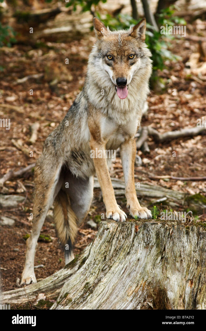 Lupo (Canis lupus) Foto Stock