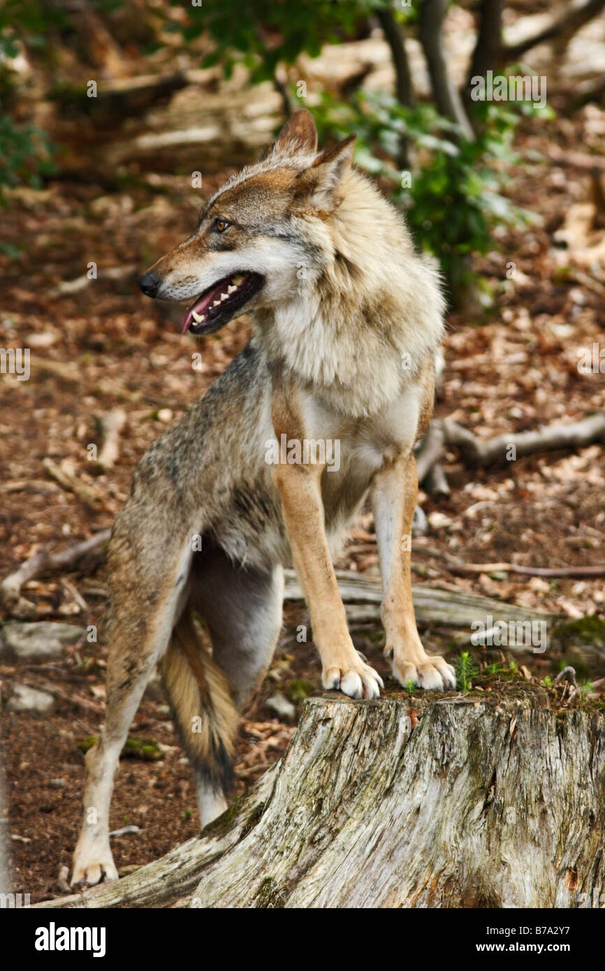 Lupo (Canis lupus) Foto Stock