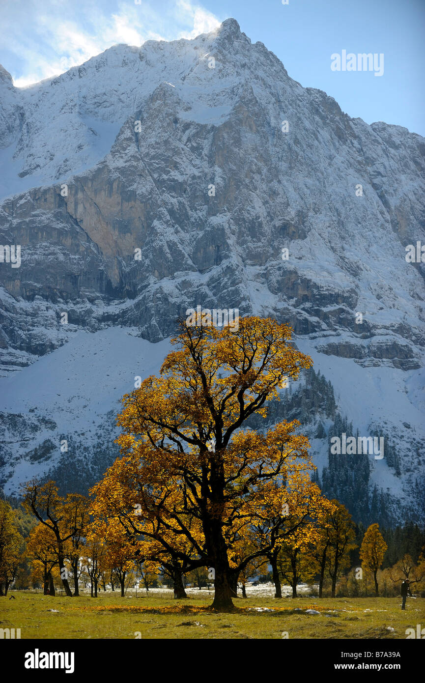 Acero di monte (Acer pseudoplatanus) con fogliame autunnale, retroilluminato, di fronte montagne coperte di neve, Ahornboden, Eng, Vorde Foto Stock