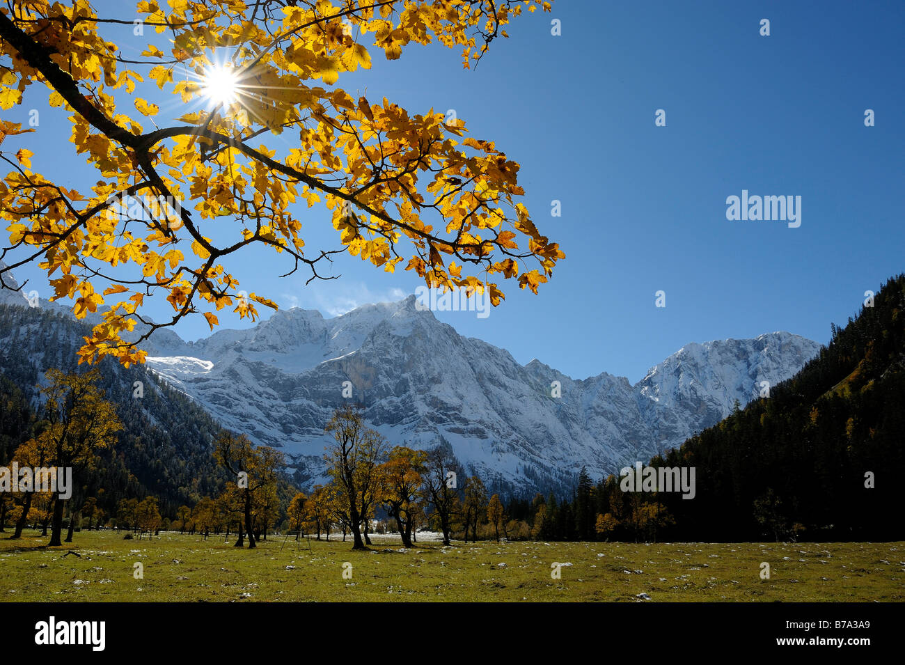 Acero di monte (Acer pseudoplatanus), diramazione con fogliame autunnale, retroilluminato, di fronte montagne coperte di neve, Ahornboden, E Foto Stock