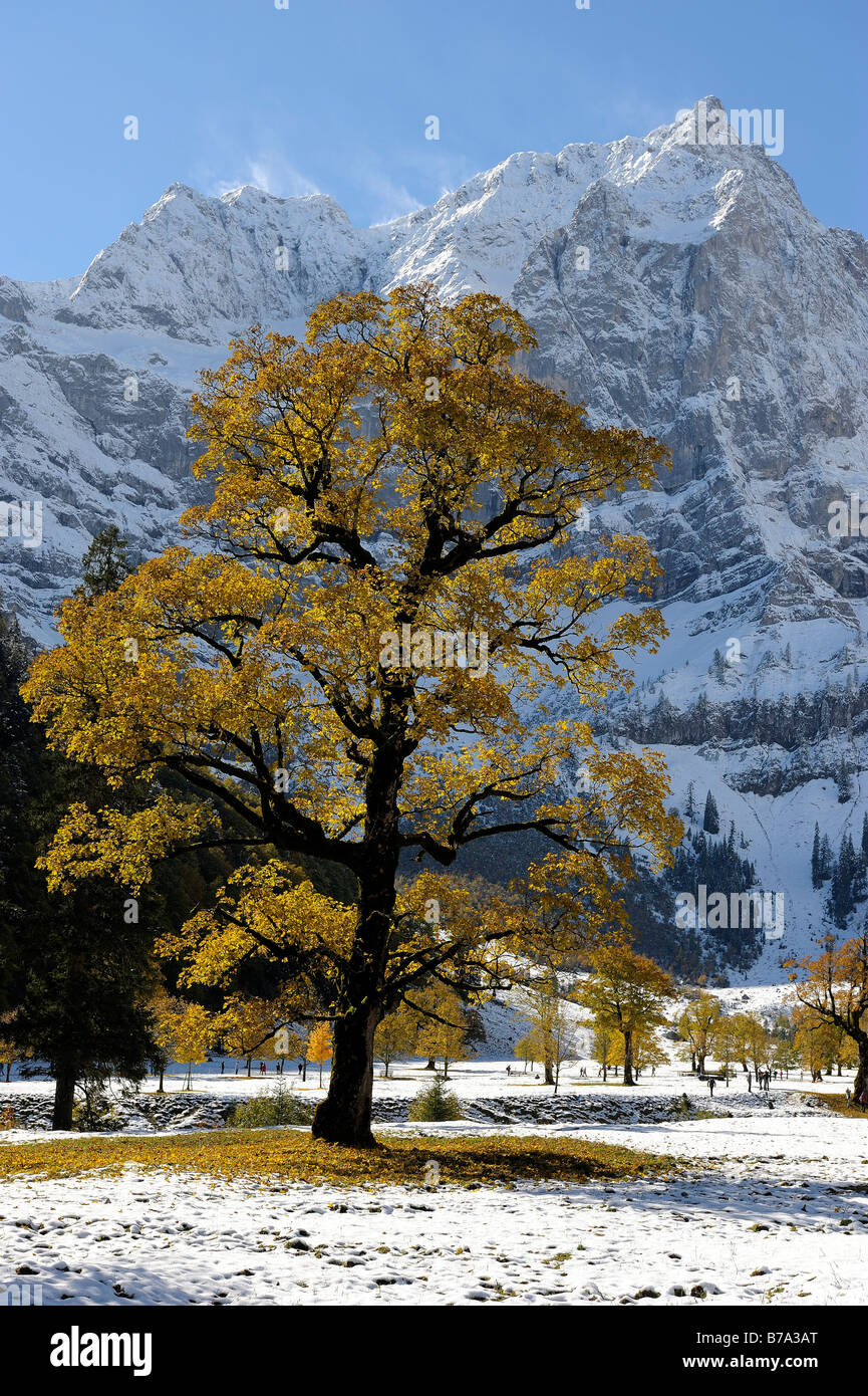 Acero di monte (Acer pseudoplatanus) con fogliame autunnale, di fronte montagne coperte di neve, Ahornboden, Eng, Vorderriss, Ti Foto Stock